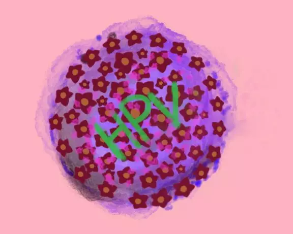 hpv4.jpg