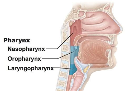 pharynx,lamina propria 憋了个喷嚏,撕裂了喉咙!论喷嚏的正确打开方式