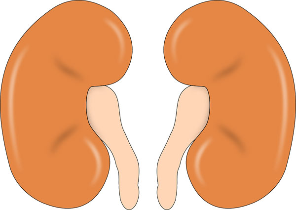 kidney-147499_960_720.jpg
