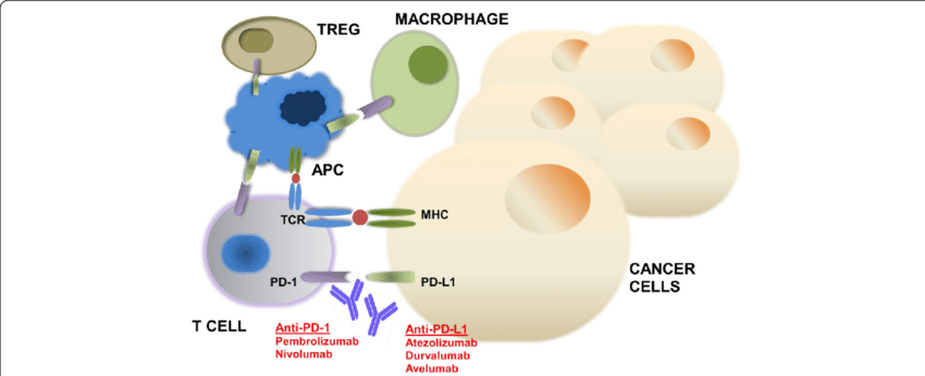 Mechanism-of-action-of-PD-1-and-PD-L1-inhibitors-The-programmed-cell-death-1-PD-1.png